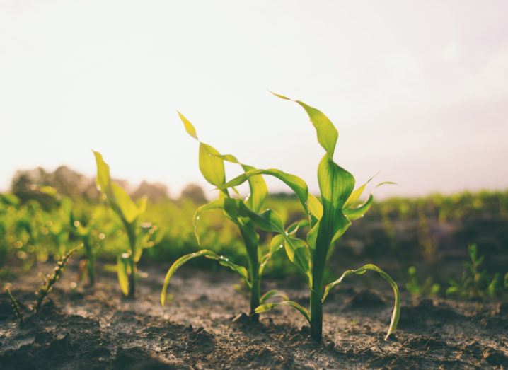 crops