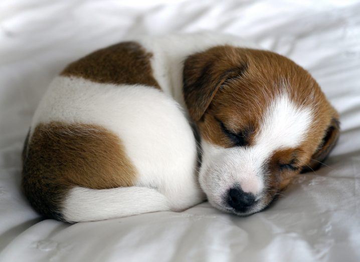 Puppies