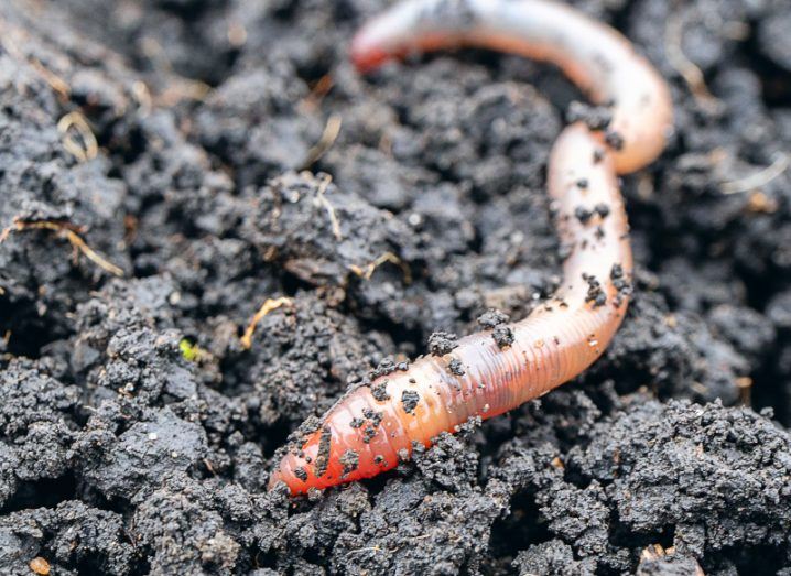 Worms