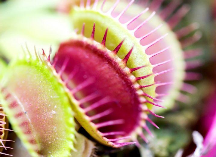 Venus-flytrap