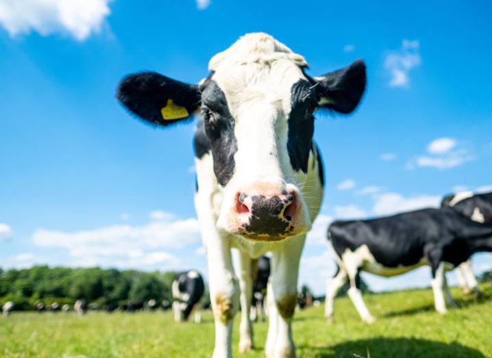 Dairy
