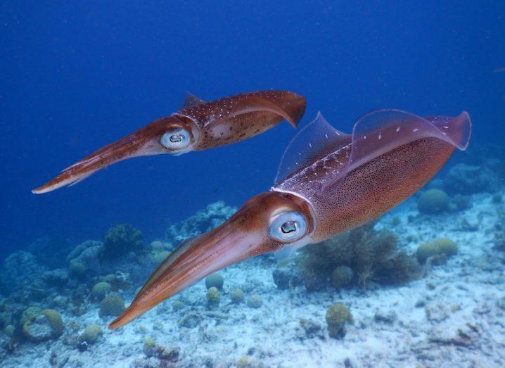 Squid